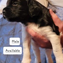 Boy 1 - French Brittany puppy in New Florence, Pennsylvania from Laurel Furnace Bretons