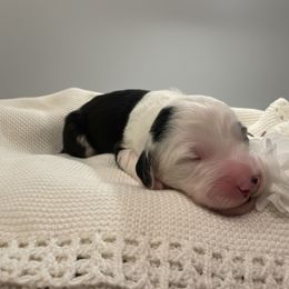 Blue collar - Black and white male Sheepadoodle puppy in Mesa, Arizona from Desert Sheepies and Doodles