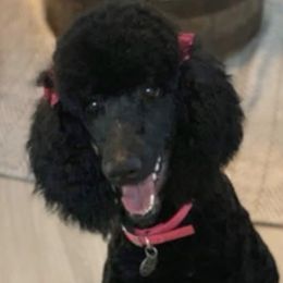 Evan - Poodle