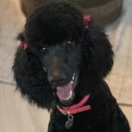 Evan - Poodle