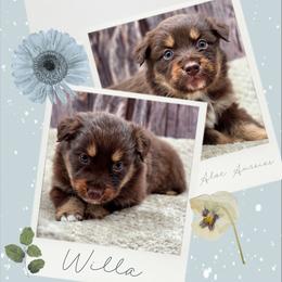 Willa - Red female Companion Cross puppy in Artois, California from Aloe Aussies