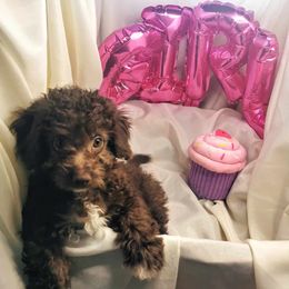 Cali - Brown Maltipoo puppy in Stanwood, Washington from Cupcake Cuties