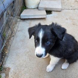 Douglas - Black and white male Border Collie puppy in Chino Valley, Arizona from Dog Pond Border Collies