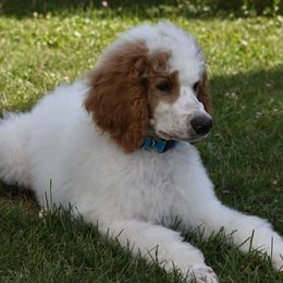 Boy 3 - Parti Poodle puppy in Scandinavian., Wisconsin from Personal Touch Standard Poodles