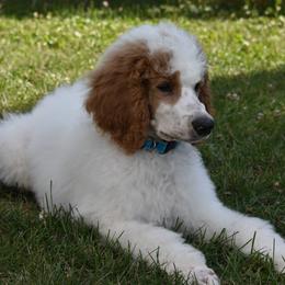 Boy 3 - Parti Poodle puppy in Scandinavian., Wisconsin from Personal Touch Standard Poodles