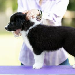 Noble - Border Collie puppy from Kensington Border Collies