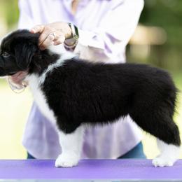 Noble - Border Collie puppy from Kensington Border Collies