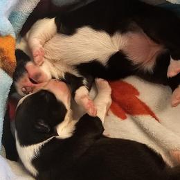 Australian Shepherd Puppies from Gypsy River Aussies