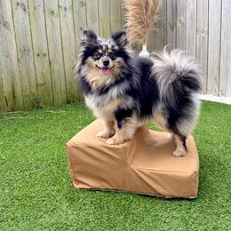 Chestnut - Pomeranian