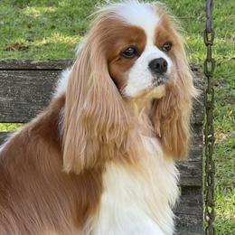 Pippy - Cavalier King Charles Spaniel