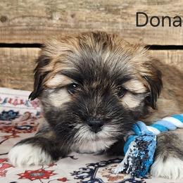 Donatello - Golden male Lhasa Apso puppy in Jefferson, New York from Absolute Lhasa Love