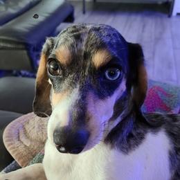 Dachshunds from Franklin's Farmhounds
