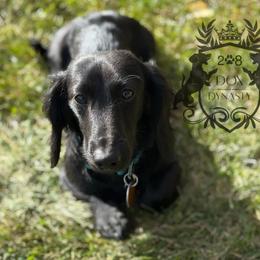 Loki - Dachshund
