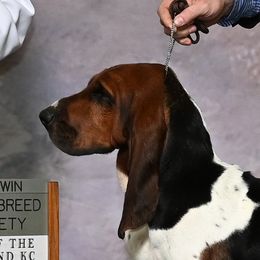 Indy - Basset Hound