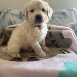Friday ( Red Collar Male ) - Light golden male Golden Retriever puppy in Phoenix, Arizona from Star Raised Goldens