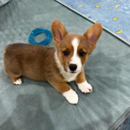Joey Akc registered - White and fawn male Pembroke Welsh Corgi puppy in Montgomery County, Tennessee from Anita’s little Corgi Haven