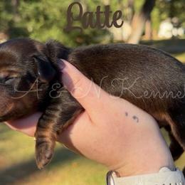 Latte - Red male Dachshund puppy in Brandon, Mississippi from A & N Kennel’s Mini Dachshunds