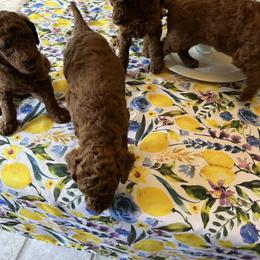 Poodle Puppies from Kathryn Casey