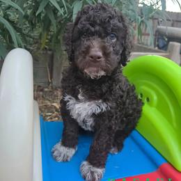Boy 5 - Brown male Lagotto Romagnolo puppy in Salida, California from Harper's Lagotti