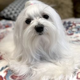 Maltese All Grown Up from MiaMiaMaltese Colorado
