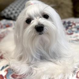 Maltese All Grown Up from MiaMiaMaltese Colorado