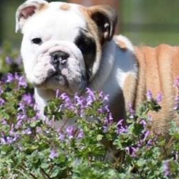 Bulldogs and French Bulldogs from Double B Bulldogs