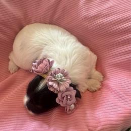 Mercedes - Black and white female Havanese puppy in Hawthorne, Florida from Havanese Acres