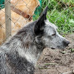 RTR Zorro - Australian Cattle Dog
