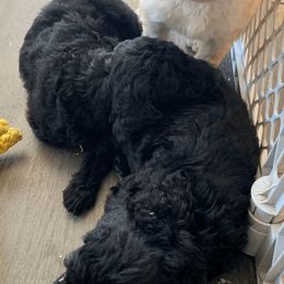 Goldendoodles from Sophie's Darling Doodles