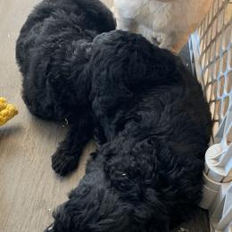 Goldendoodles from Sophie's Darling Doodles
