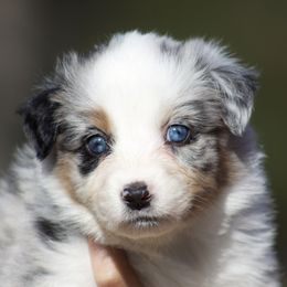 Zeal - Blue merle female Australian Shepherd puppy in Springville, Alabama from Cross Creek Aussies