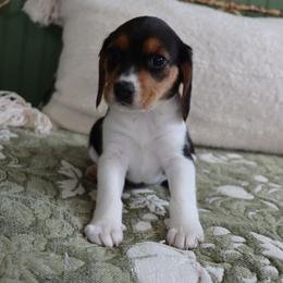 Lady - Black tan and white female Beagle puppy in Susanville, California from Homegrown Beagles