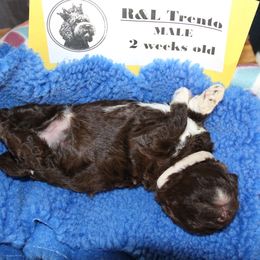 Lagotto Romagnolo Puppies from Royal and Loyal Lagotto Romagnolo