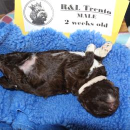 Lagotto Romagnolo Puppies from Royal and Loyal Lagotto Romagnolo