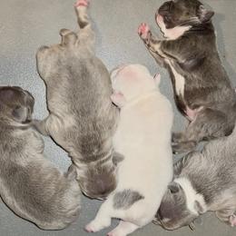 French Bulldog puppies from BlueCairo Frenchies