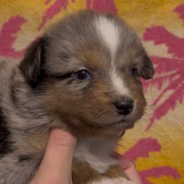Tater - Blue merle male Miniature Australian Shepherd puppy in North Lakeport, California from Wild Rose Ranch