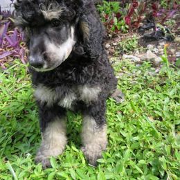Poodle Puppies from Ramzees Poodles
