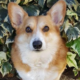 Dachshunds and Pembroke Welsh Corgis from Kendaline Kennels