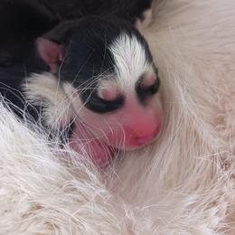 Siberian Husky Puppies from Amore Puppies