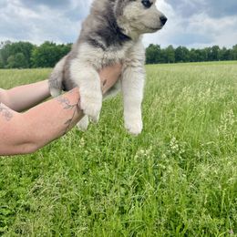 Siberian Husky Puppies from Red Top Huskies