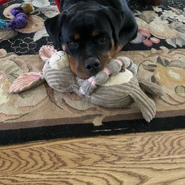 Rottweiler All Grown Up from Sweetgum Farm