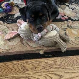 Rottweiler All Grown Up from Sweetgum Farm