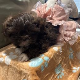 Shih Tzu Puppies from Shihtzu Happen