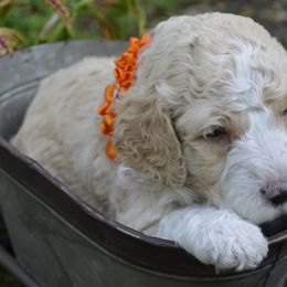 Orange - Female - Fawn and white Sheepadoodle puppy in Hollywood, South Carolina from Pam’s Sheepadoodle’s