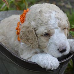 Orange - Female - Fawn and white Sheepadoodle puppy in Hollywood, South Carolina from Pam’s Sheepadoodle’s
