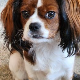 Jade - Cavalier King Charles Spaniel