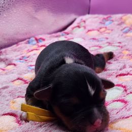 Traditional Female 1 - Black and tan female Yorkshire Terrier puppy in Indianapolis, Indiana from Parti Time Yorkies-Indy