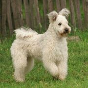 Pumi All Grown Up from Catskill Pumi