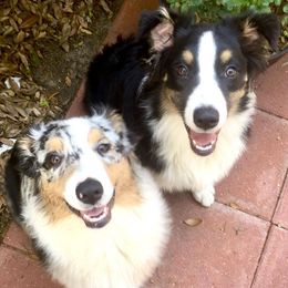 Australian Shepherd All Grown Up from Robin Mcneill
