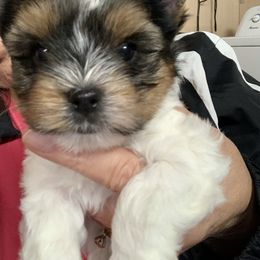 Little rocky 2000 - Black tan and white male Biewer Terrier puppy in Douglas, Georgia from Southern Georgia Yorkies and biewers